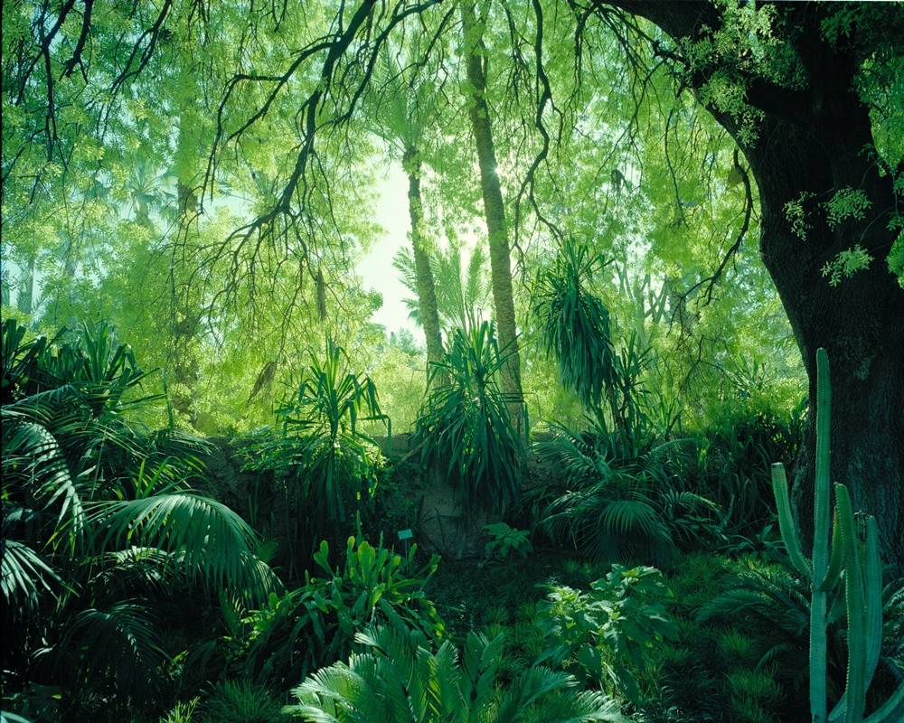 Katarzyna Fortuna, YSL Jungle