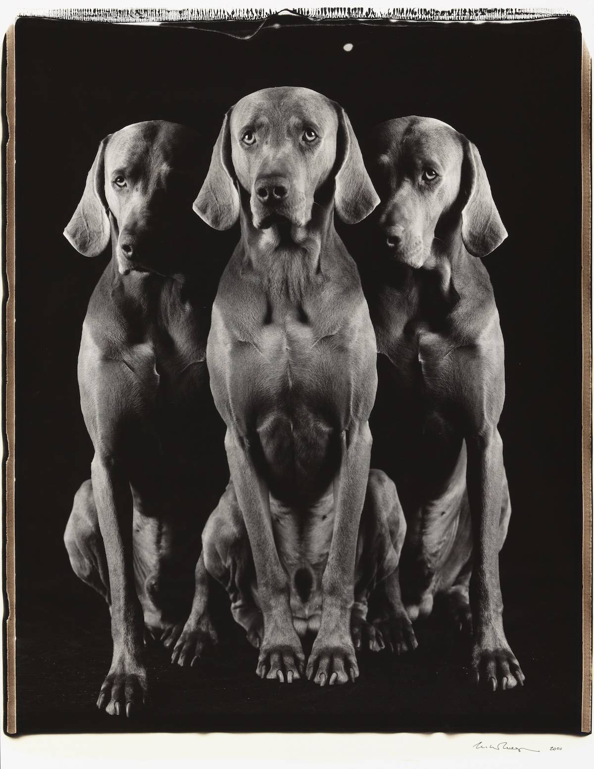 William Wegman Trio of One, 2000 color Polaroid 24 x 20 inches (61 x 51 cm) 35 x 26 1/2 inches (89 x 67 cm) frame, Sperone Westwater, New York