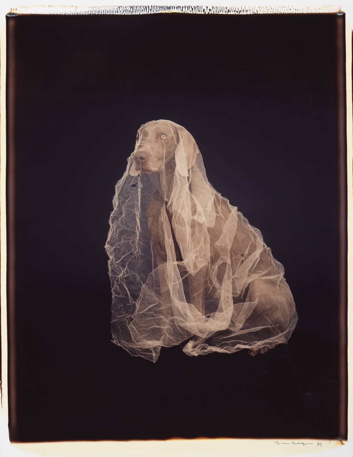 William Wegman, Spirit of Chiffon, 1989, color Polaroid, 24 x 20 inches (61 x 51 cm), 35 x 26 1/2 inches (89 x 67 cm) frame, Sperone Westwater, New York