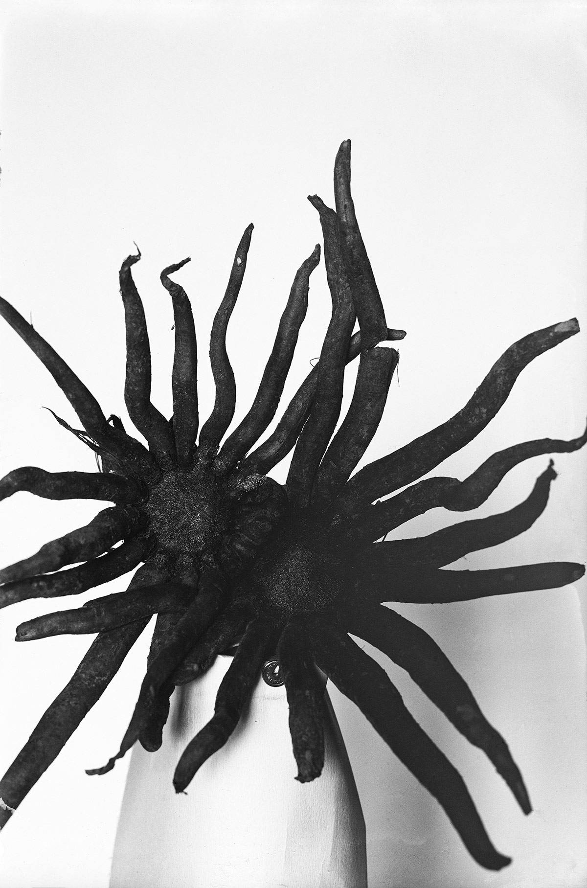 Eremurus sp, Pustynnik, 1936 ( Fot. Roman Kobendza (ɔ) Ogród Botaniczny Uniwersytetu Warszawskiego)