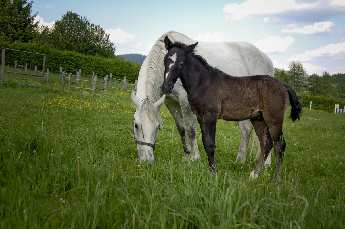 Szkółka koni lipicańskich/ Fot. Lipizzanergestüt Piber