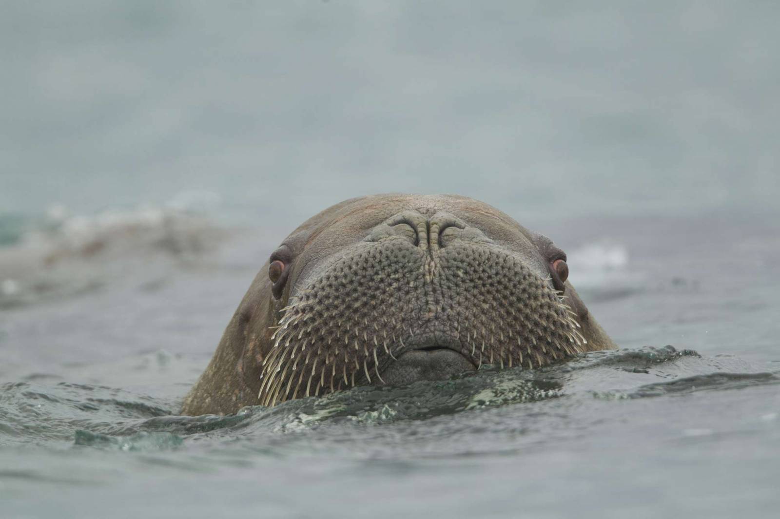 Mors pływający w Atlantyku (Fot: FLPA/Paul Hobson)