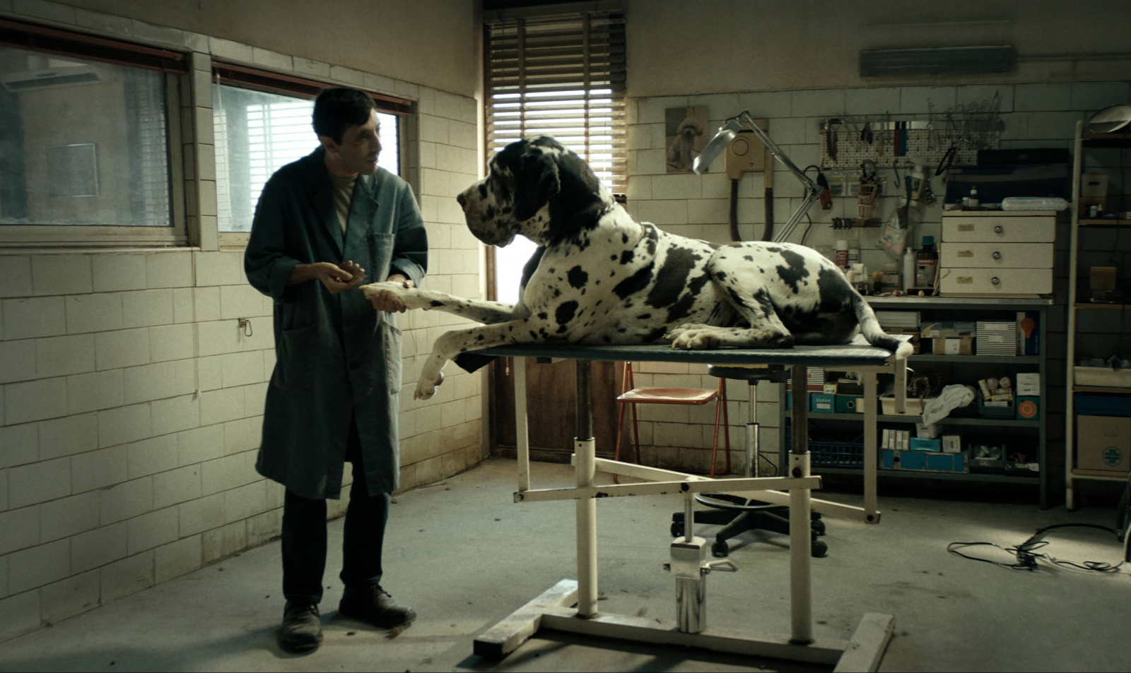 Kadr z filmu „Dogman” (Fot. Materiały prasowe)