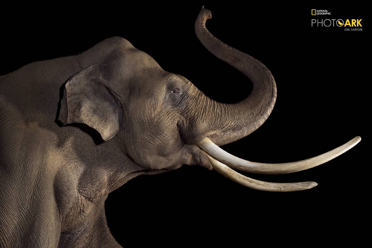 (Fot. Joel Sartore, Materiały prasowe)