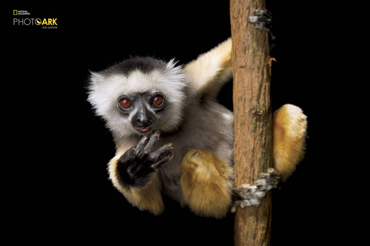 (Fot. Joel Sartore, Materiały prasowe)