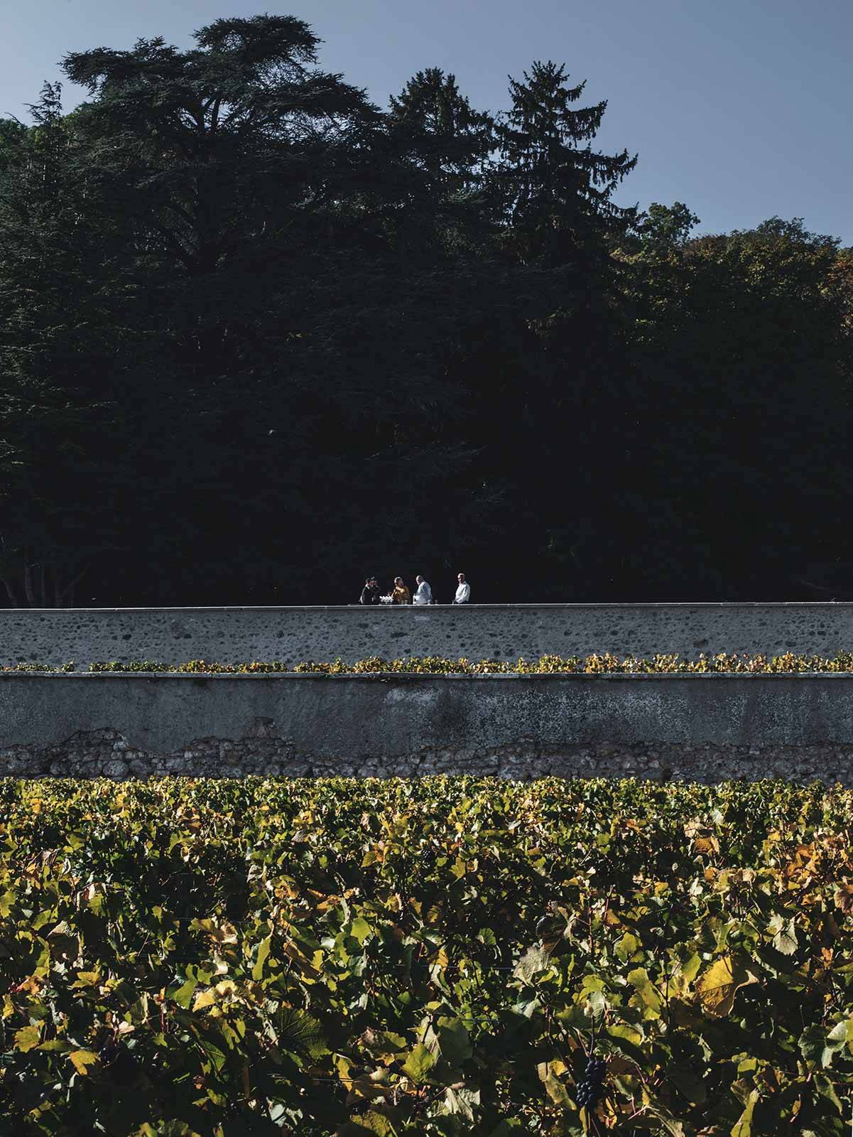 Winnica Dom Pérignon w Hautvillers (Fot. Weronika Ławniczak)