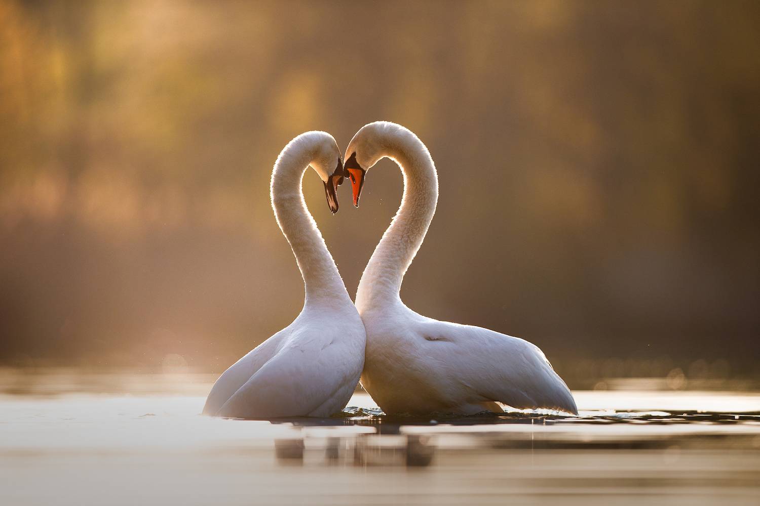 (Fot. Mateusz Piesiak)